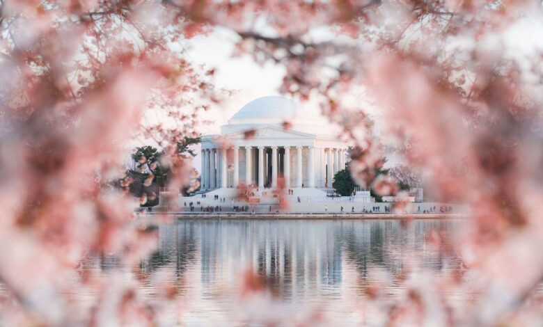 Watch: Cherry blossoms flourish early in Seattle and Washington, DC