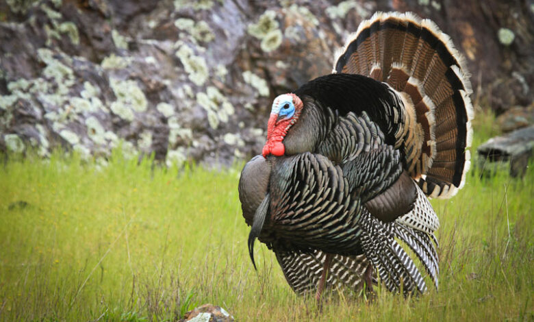 A few things you should know about turkey hunting