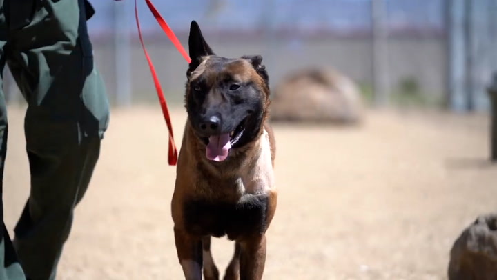 Police dog stabbed by violent suspect as officers rush to save him | News