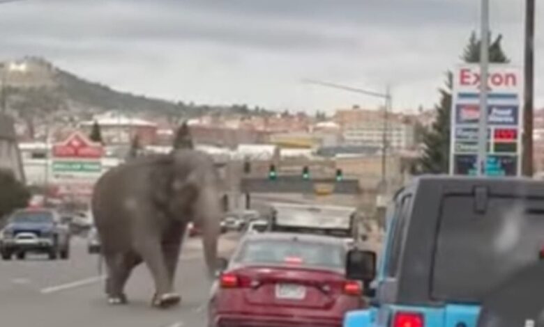 Circus elephant, 58, causes chaos in Montana town after slipping her handlers