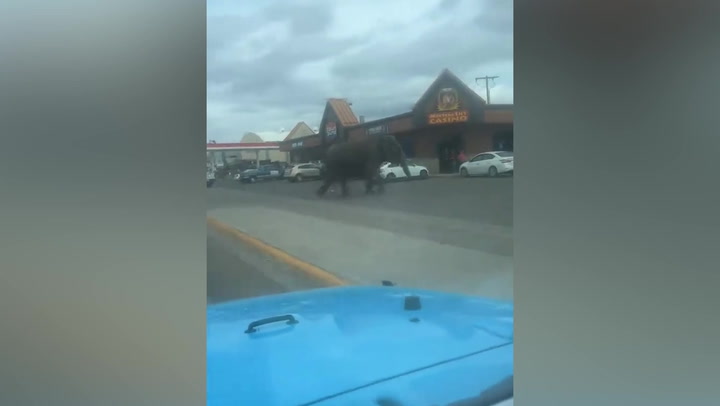 Elephant runs through traffic in Montana town after circus escape | News