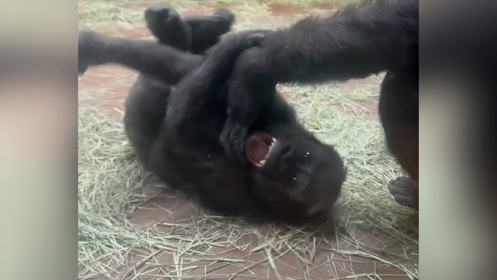 Watch: Baby gorilla enjoys being tickled by his mother at Texas zoo | Lifestyle