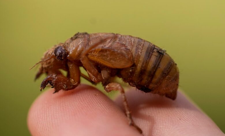 Cicada-geddon: Invaders from underground are coming in the biggest bug emergence in centuries