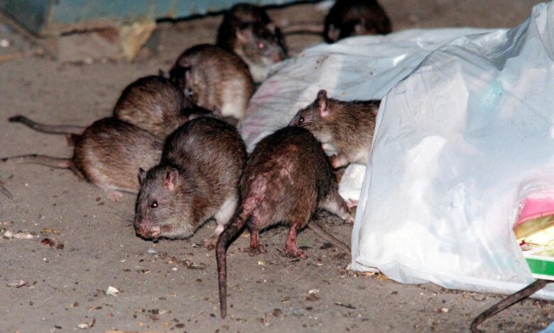 New York City seeing uptick in rat urine illness