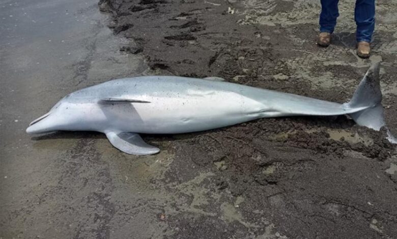 Dolphin found shot to death on Louisiana beach, ,000 reward offered