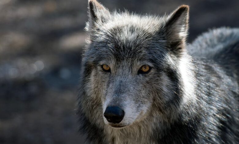 Wyoming man accused of capturing live wolf and showing it off in bar before killing it