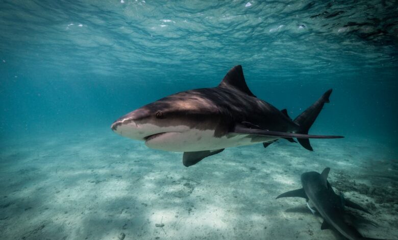 British tourist fighting for his life after shark attack on holiday in Tobago