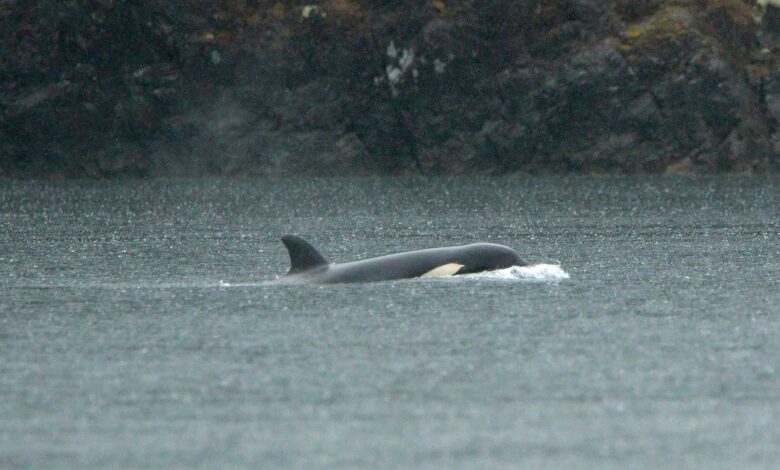 Race against time to reunite stranded orca orphan with her pod