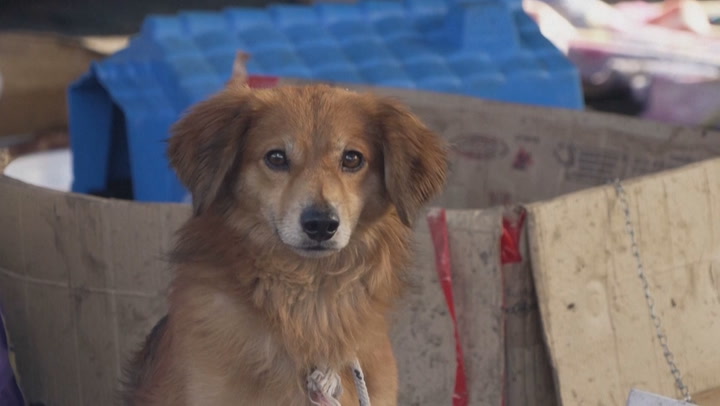 Makeshift shelter saves hundreds of dogs as floods devastate Brazil | News