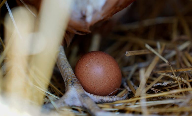 More than four million chickens to be killed after bird flu hits egg farm