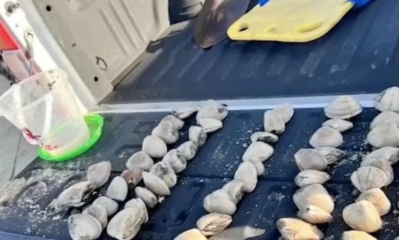 Kids accidentally collected 72 clams thinking they were seashells. Then came the k fine