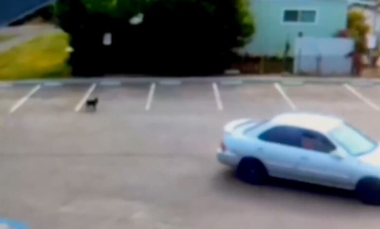 Heartbreaking video shows abandoned puppy chasing owners’ car after being dumped