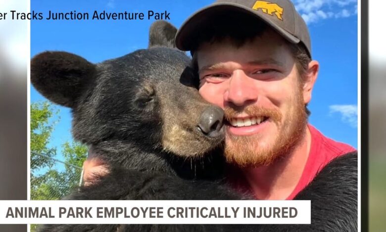 Safari park worker fights for life after giraffe knocked him off a ladder