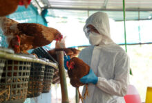 Warning: Bird Flu Mass Testing Has Started And It’s “Not Enough” To Panic The Masses Yet