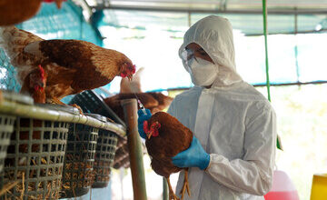 Rising Egg Prices Blamed on Bird Flu