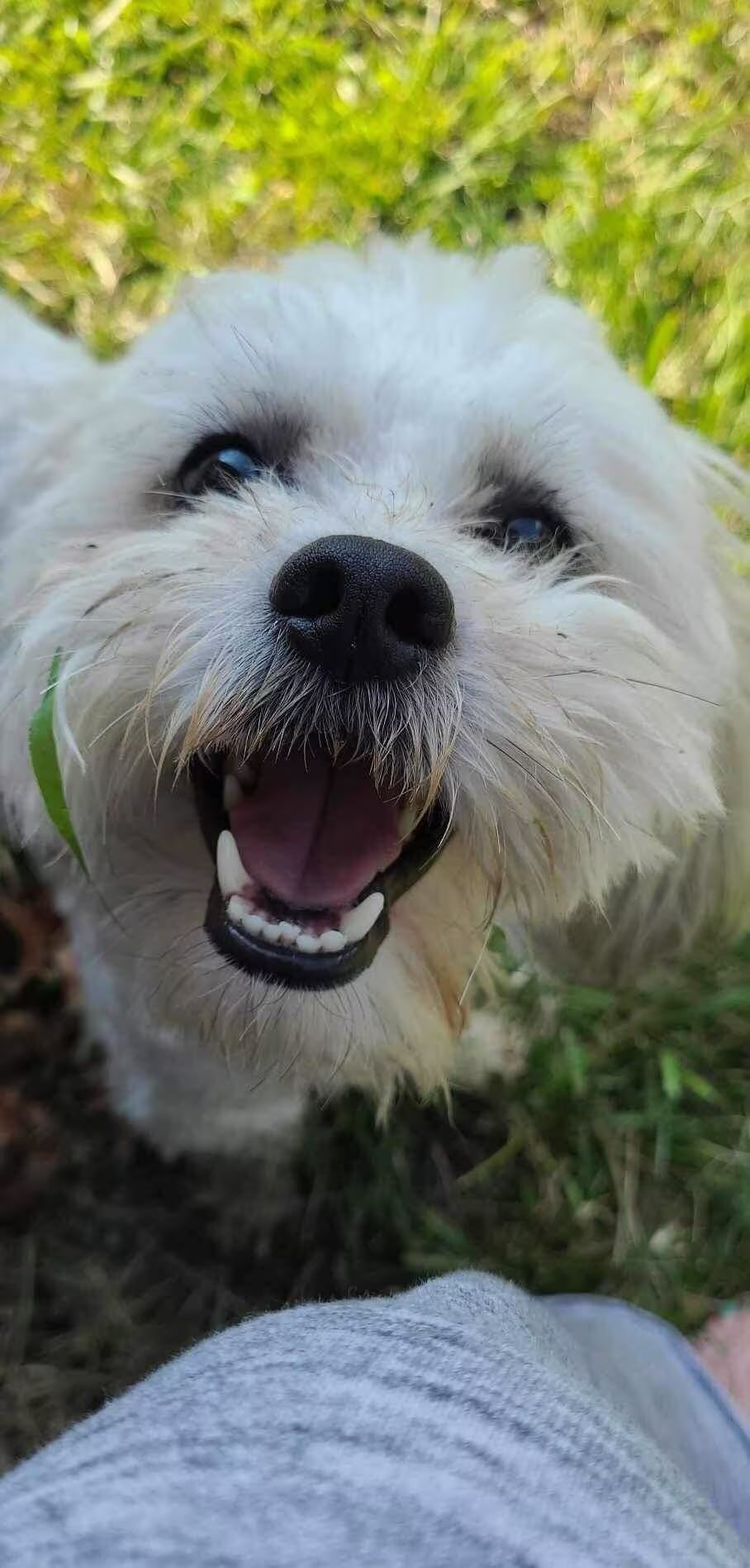 The City of Sturgeon is now being sued for an excess of $1m after Teddy a 13-pound disabled Shih Tzu was shot dead by one of its police officer