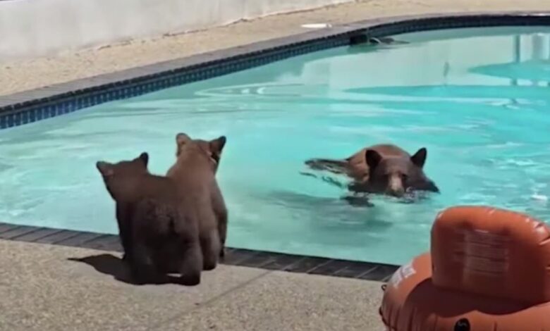 Family of bears visits California backyard pool to cool off