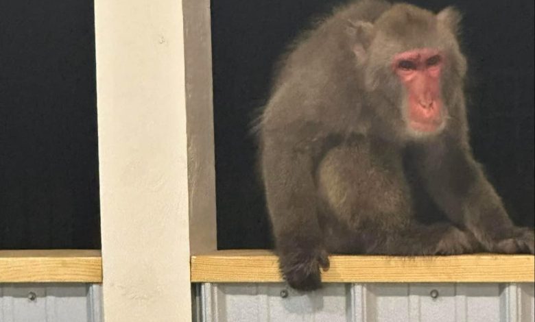 Pet monkey captured after four-day escape where he attempted to attack a dog and startled a grandmother