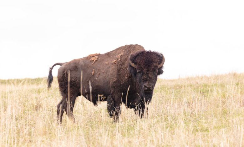 Bison ‘defending its space’ gores 83-year-old woman in Yellowstone National Park