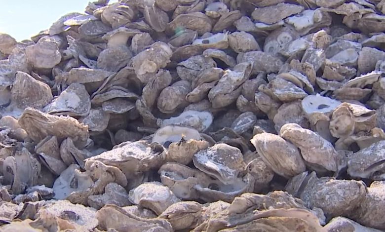 m worth of oysters wiped out after fresh rainwater overwhelms their Texas home