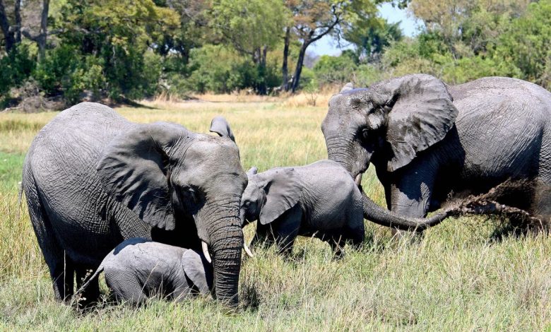 New Mexico woman becomes second American tourist killed by an elephant in Zambia this year