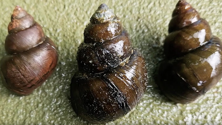 Invasive ‘mystery’ snail sightings prompt warnings in Georgia | News