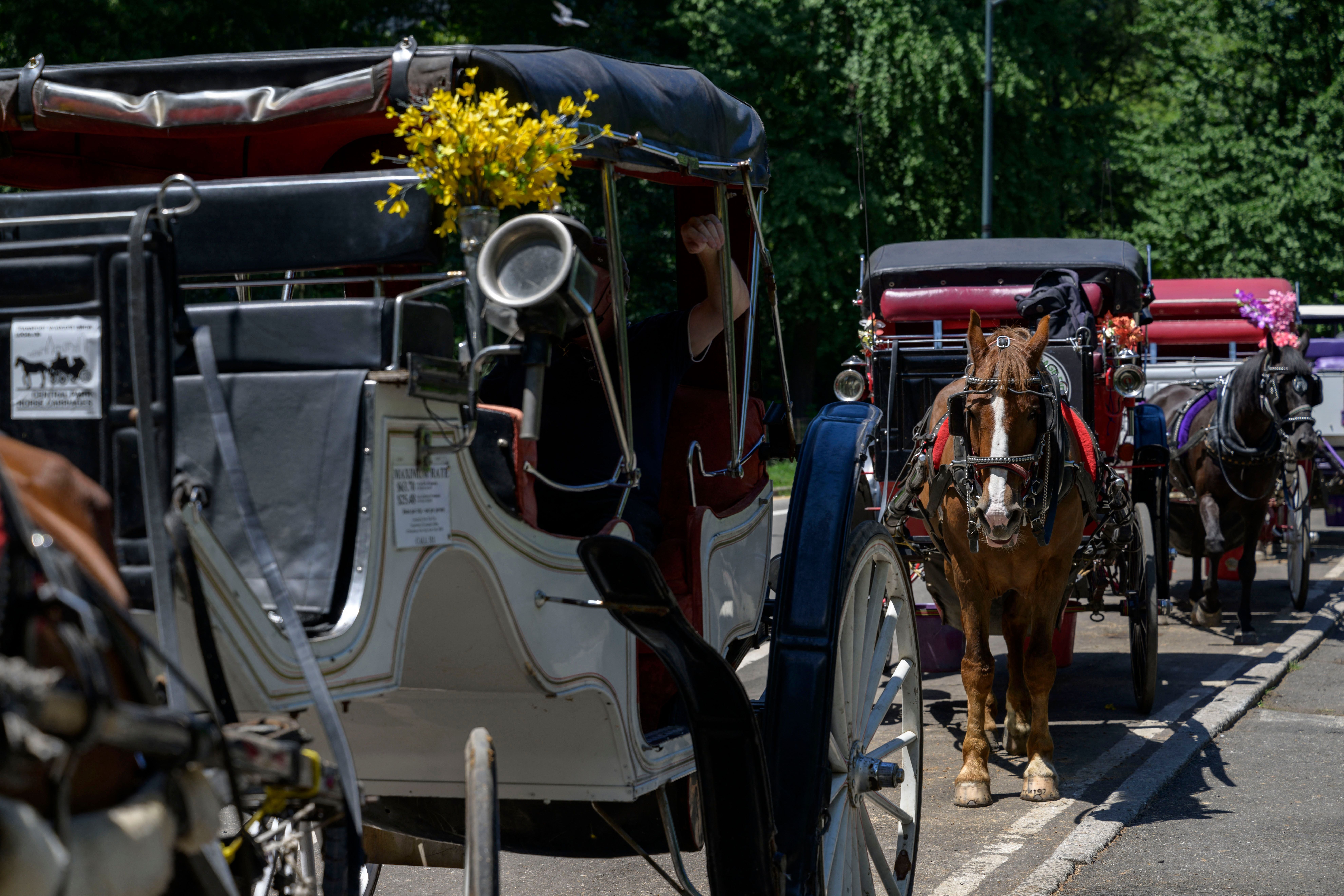 Horse-drawn carriages, like those pictured in New York City’s Central Park, could be banned from the public streets of Dallas, Texas
