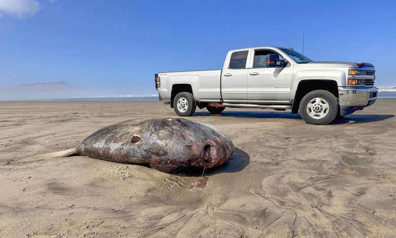 Huge rare sea creature washed up on Oregon beach could be there for weeks