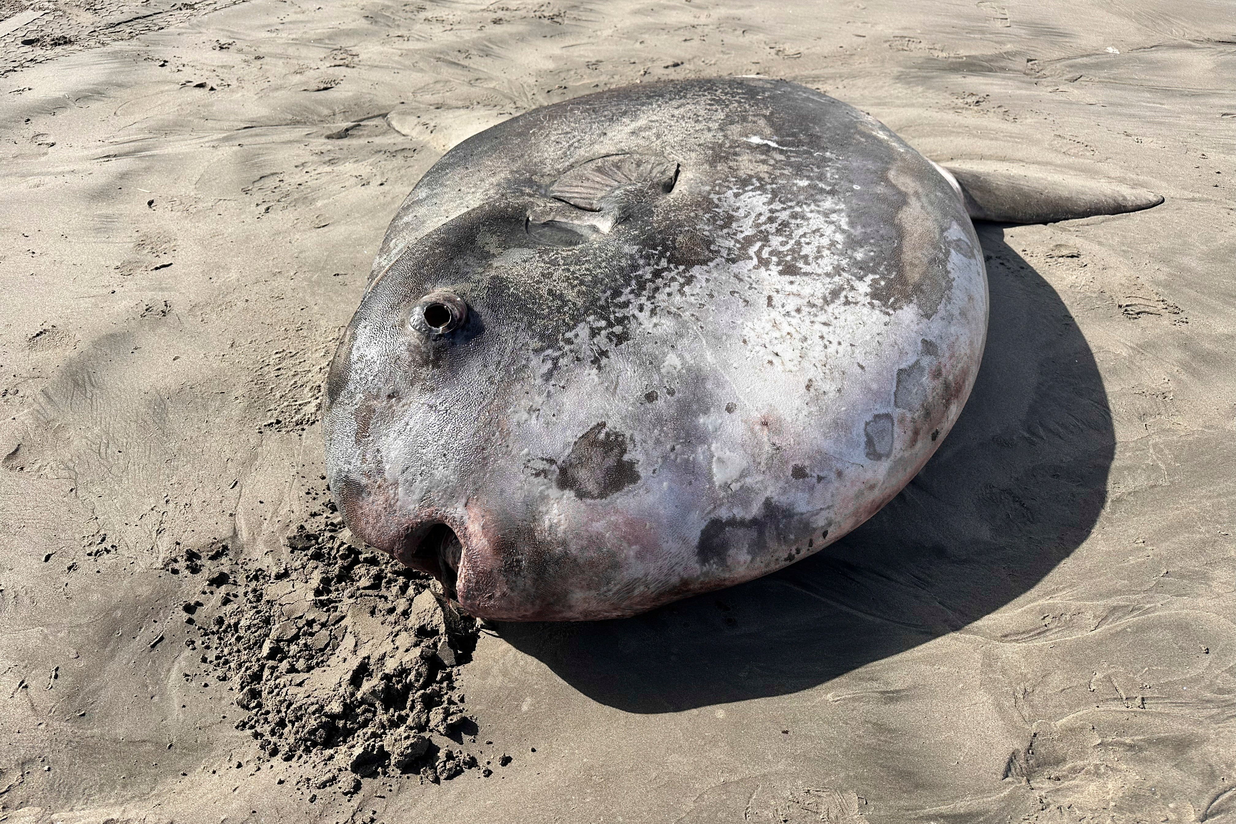 This image provided by Seaside Aquarium shows a hoodwinker sunfish that washed ashore on June 3, 2024, on a beach in Gearhart, Ore