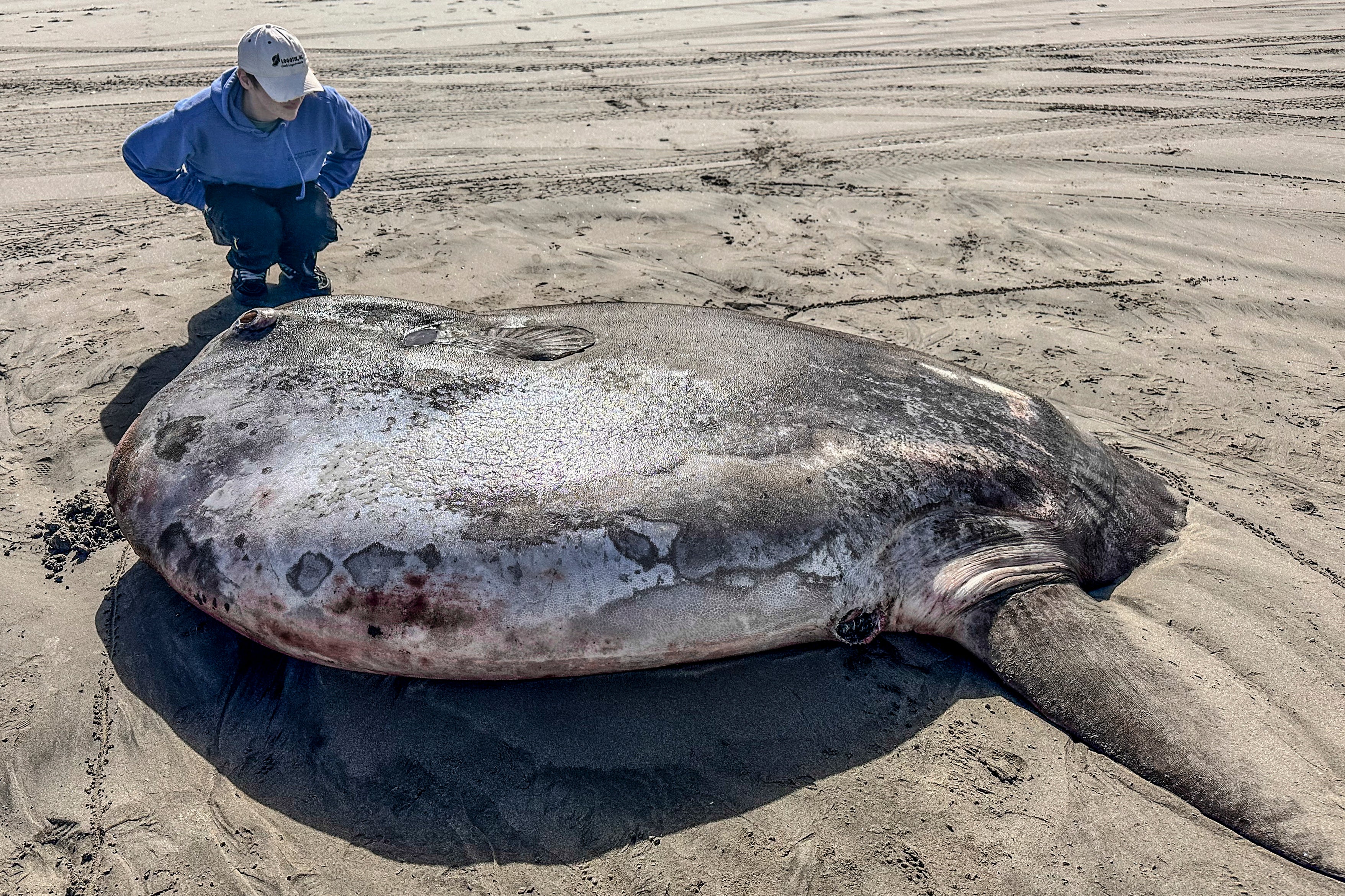 This image provided by Seaside Aquarium shows a hoodwinker sunfish that washed ashore on June 3, 2024, on a beach in Gearhart, Ore