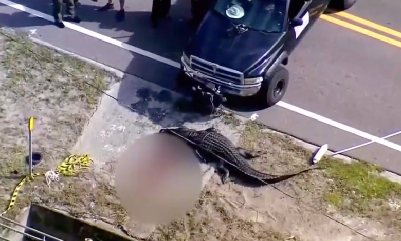 Shocking footage shows moments after a gator ate a 41-year-old woman in Florida