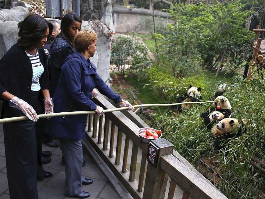 Feeding apples to giant pandas during a visit to China in March 2014