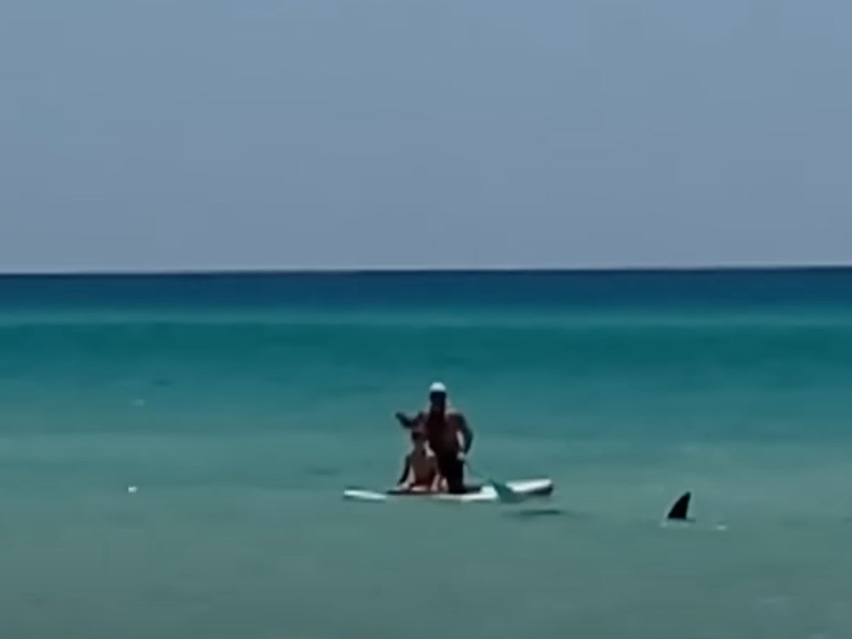A pair of paddle boarders watch as a shark’s fin emerges from the waters off the coast of New Smyrna Beach in June 2024