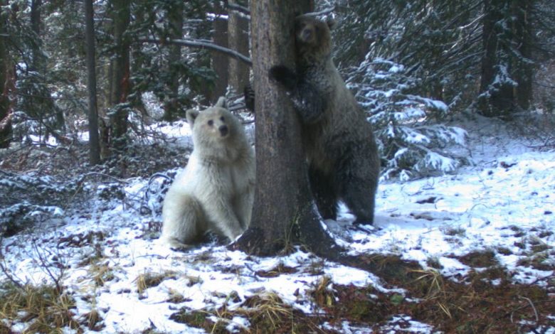 Rare white grizzly bear and its two cubs killed in Canada in separate car strikes