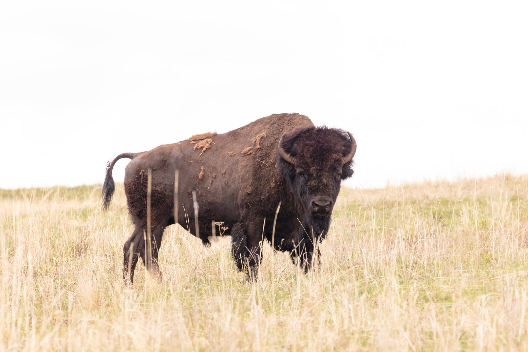 Park rangers say 40-year-old Clarence Yoder harrassed a group of bison, kicking one of the animals in the leg