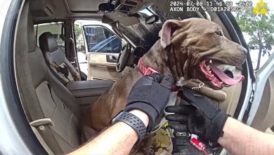 Florida Officer Breaks SUV Window To Rescue Dog Left in Hot Car