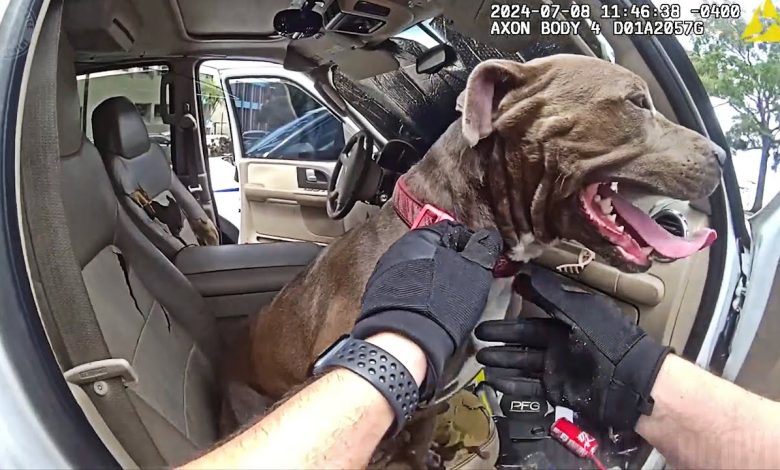 Florida Officer Breaks SUV Window To Rescue Dog Left in Hot Car