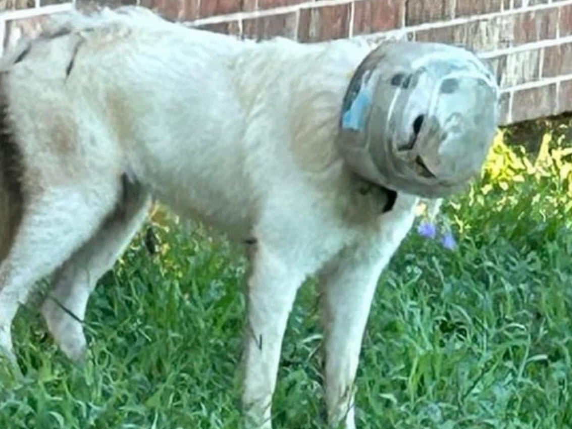 A photo of the dog A photo of the dog caught by residents in Manvel, Texas this week. Now, an entire town helped search for the pup by residents in Manvel, Texas this week