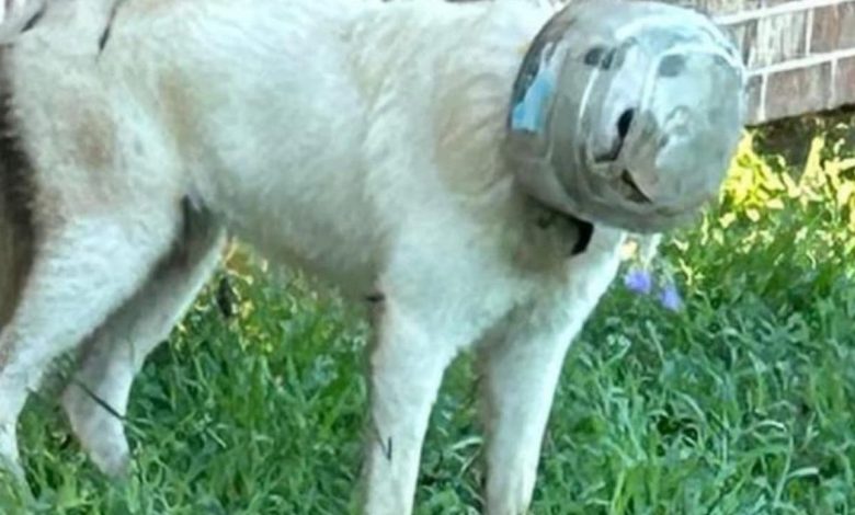 Texas town launches massive manhunt with drones to find missing dog with bowl on his head