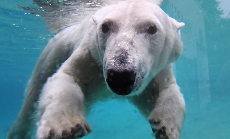 Tragedy as polar bear kills fellow bear in front of shocked zoo visitors