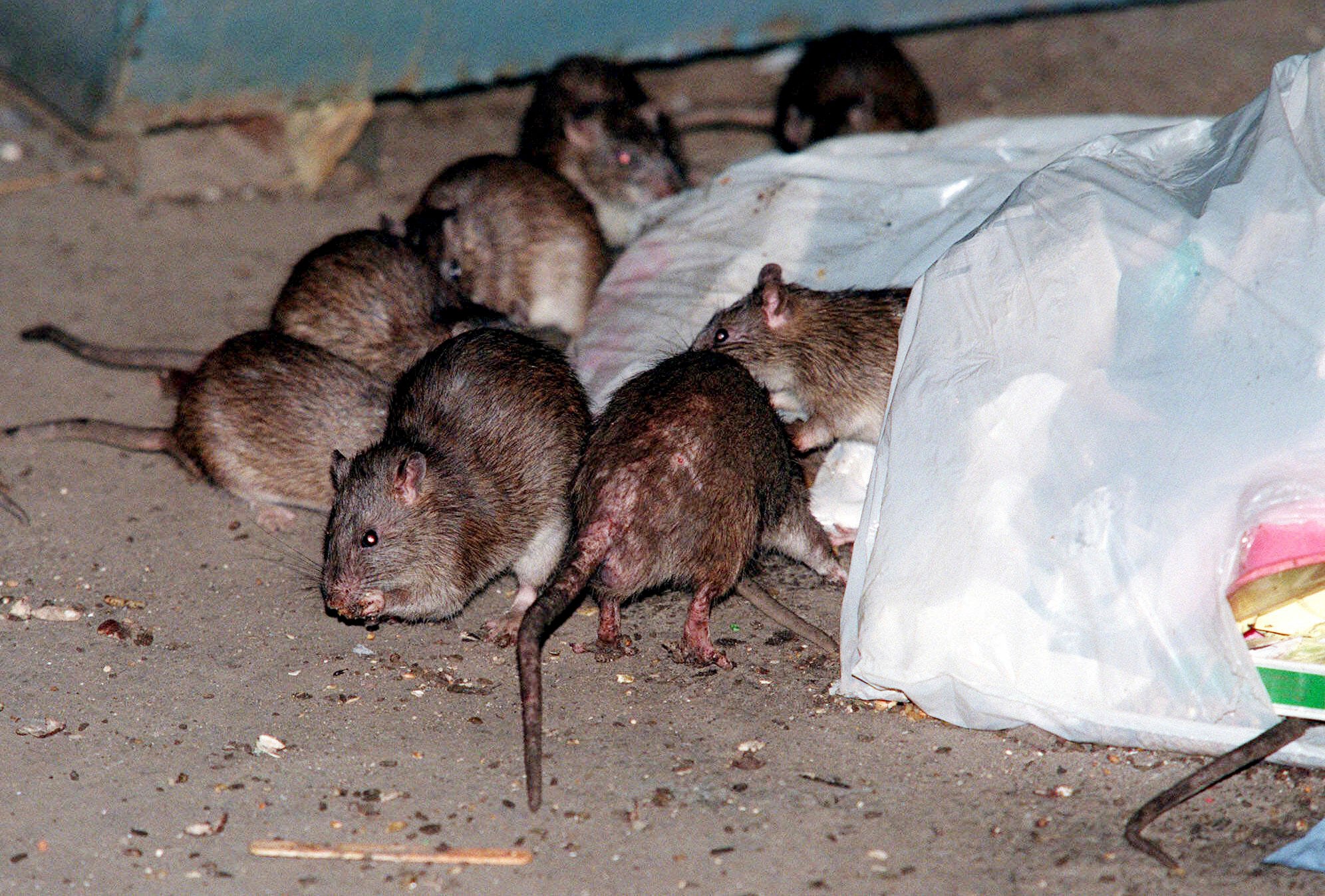 Rats swarm around a bag of garbage near a dumpster in New York. Data from Yelp found that requests for pest removal and control were higher in cities like Washington DC and in parts of California than in New York City, which is known for frequent rat sightings