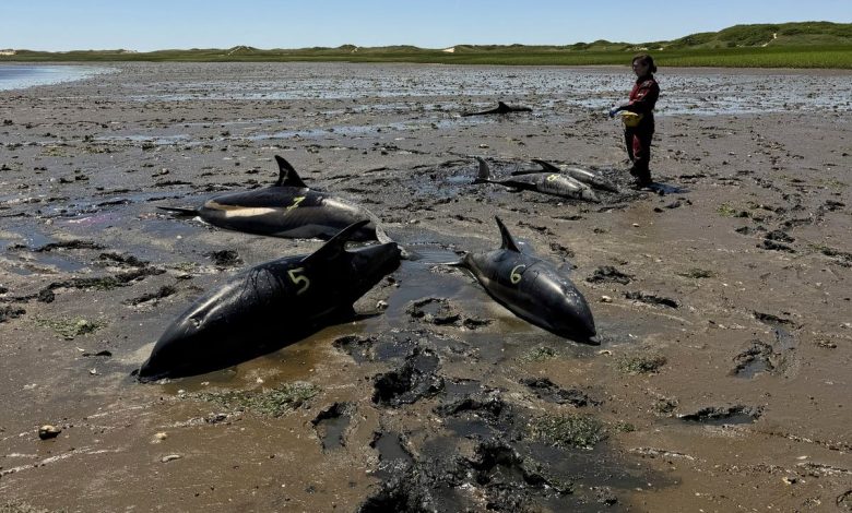 Dolphin mass stranding on Cape Cod found to be the largest in US history