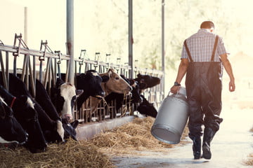 Oklahoma Dairy Cattle Herd Suffers Bird Flu Outbreak