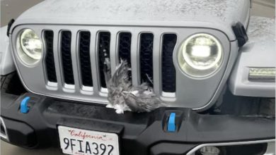 Jeep drive plows into 25 seagulls on Washington beach in front of horrified onlookers