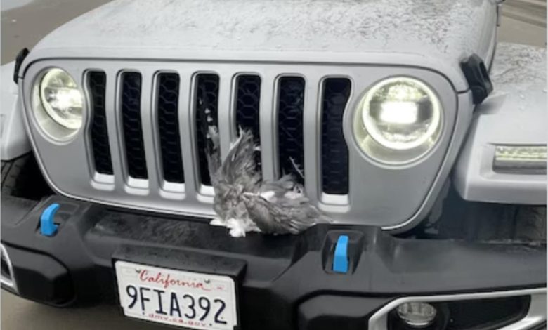 Jeep drive plows into 25 seagulls on Washington beach in front of horrified onlookers