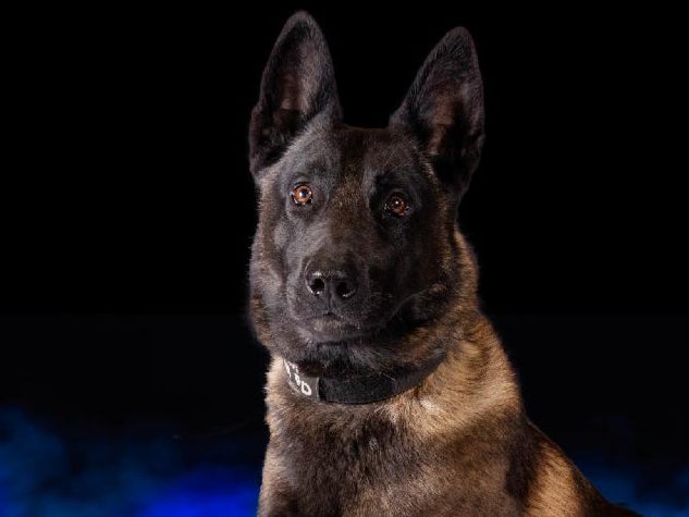 Four-year-old K-9 dog Vader, pictured, died of heat exhaustion after his handler left him in a patrol car and the air conditioning broke