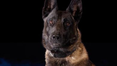 Police dog Vader dies from heat exhaustion after patrol car’s air conditioning malfunctioned