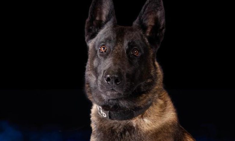 Police dog Vader dies from heat exhaustion after patrol car’s air conditioning malfunctioned