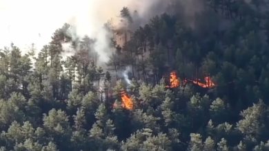 Bird’s electrocution sparks Colorado brush fire: ‘It happens’