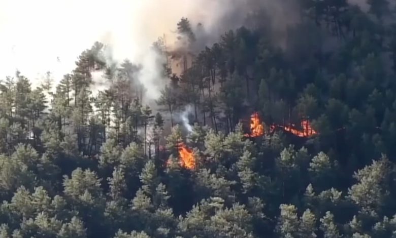 Bird’s electrocution sparks Colorado brush fire: ‘It happens’